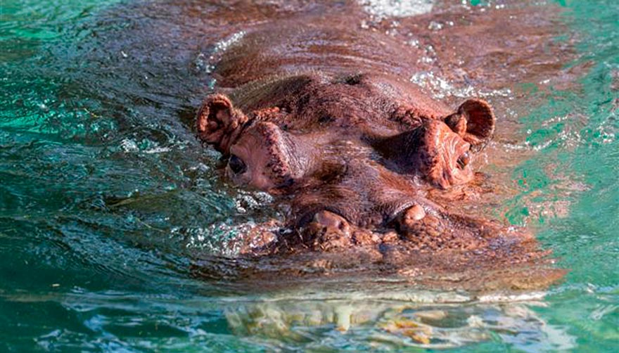 Hippo mostly submerged