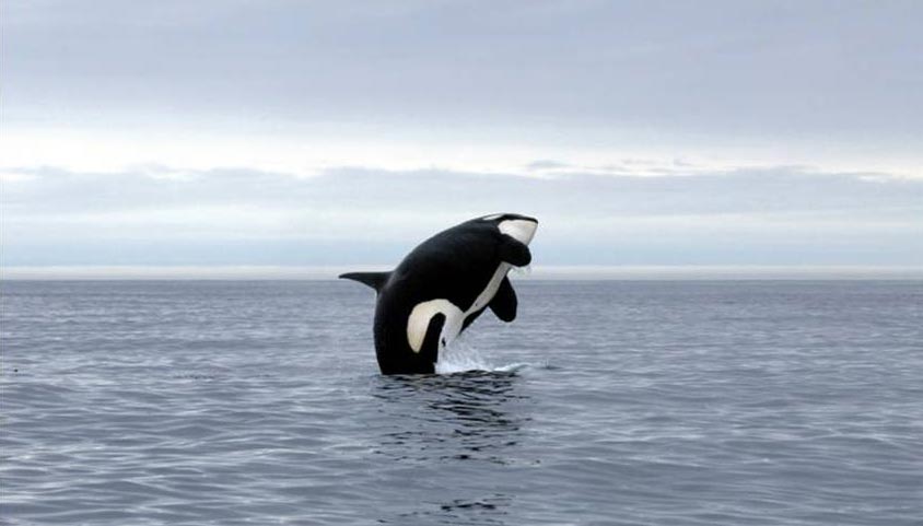 An orca breaches