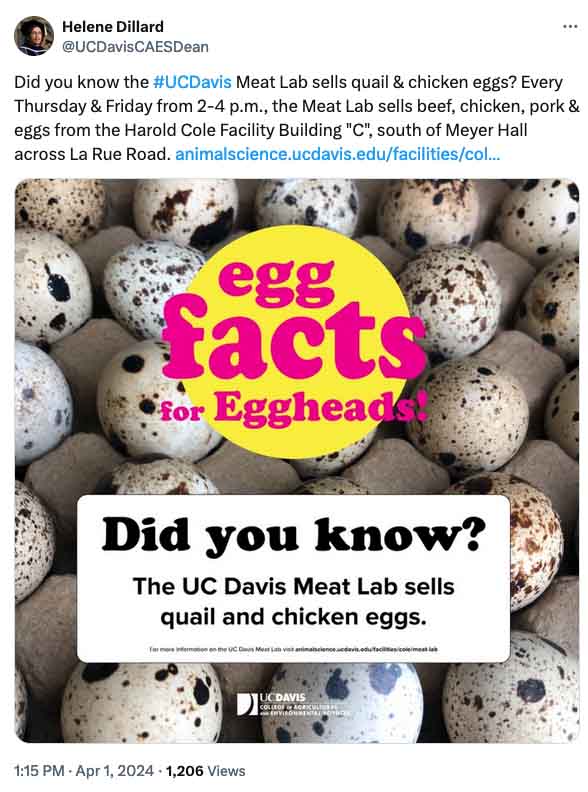 A tweet by @UCDavisCAESDean that reads "Did you know the #UCDavis Meat Lab sells quail & chicken eggs? Every Thursday & Friday from 2-4 p.m., the Meat Lab sells beef, chicken, pork & eggs from the Harold Cole Facility Building "C", south of Meyer Hall across La Rue Road. animalscience.ucdavis.edu/facilities/col..." The image shows quail eggs with text overlays "egg facts for Eggheads" and "Did you know? The UC Davis Meat Lab sells quail and chicken eggs."