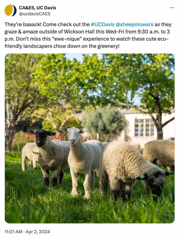 Tweet from @ucdavisCAES with photo of sheep: They’re baaack! Come check out the #UCDavis @sheepmowers  as they graze & amaze outside of Wickson Hall this Wed-Fri from 9:30 a.m. to 3 p.m. Don’t miss this “ewe-nique” experience to watch these cute eco-friendly landscapers chow down on the greenery!