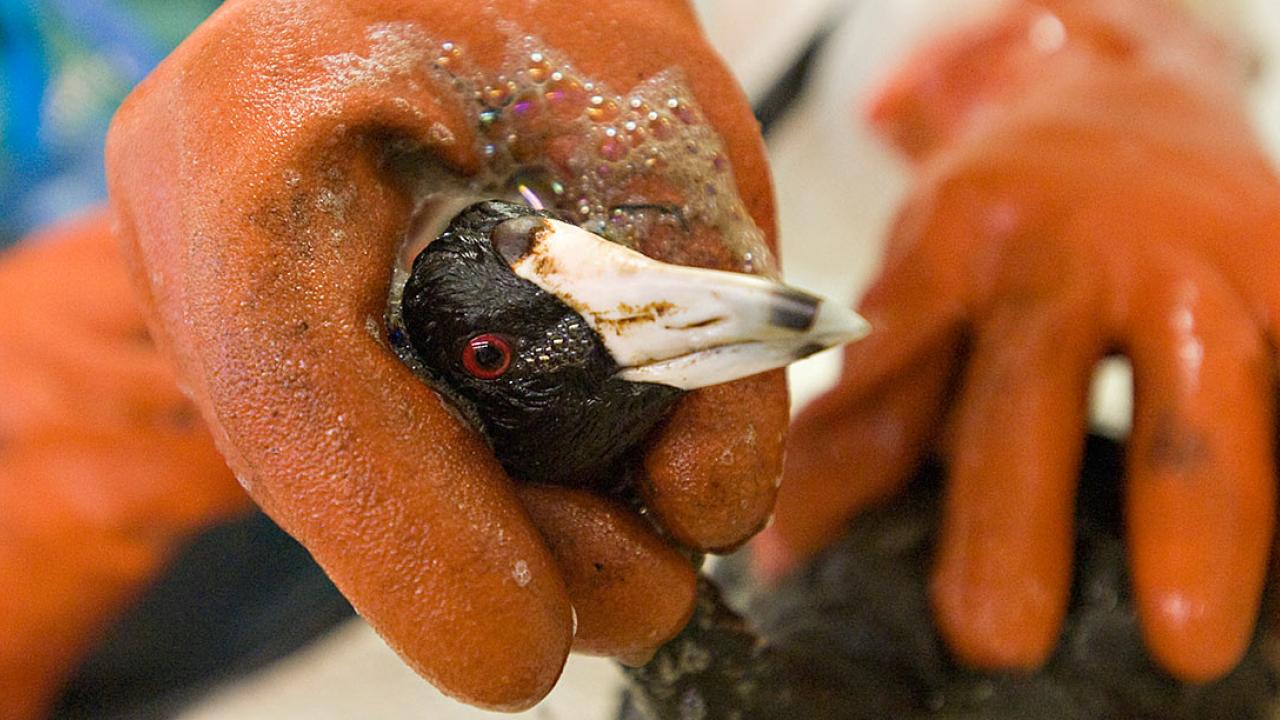 Oil is cleaned off an American coot at the oiled wildlife rescue facility managed by UC Davis in Fairfield after a spill in 2009