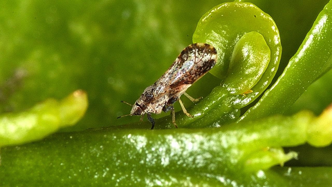 A grey/brown insect in the middle of bright green leaves. 