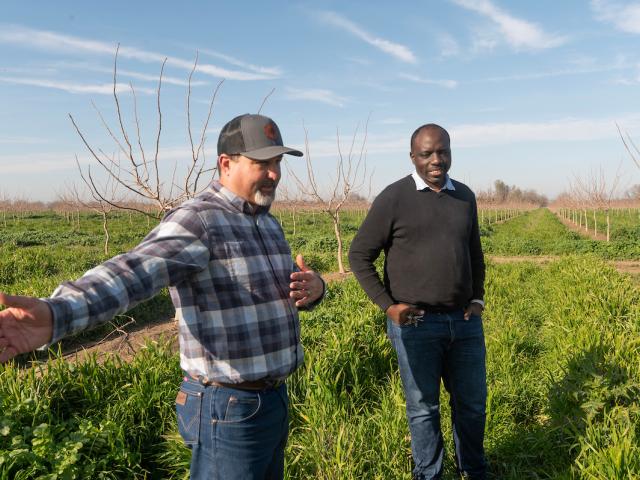 ullseye农场果园经理Nick Edsall（左）和加州大学戴维斯分校农业水中心主任Isaya Kisekka。Kisekka正在研究覆盖作物增加土壤水分和地下水补给的能力。（Greg Urquiaga/UC Davis）他们站在一个满是开心果树的果园里，种植一排绿色覆盖作物。