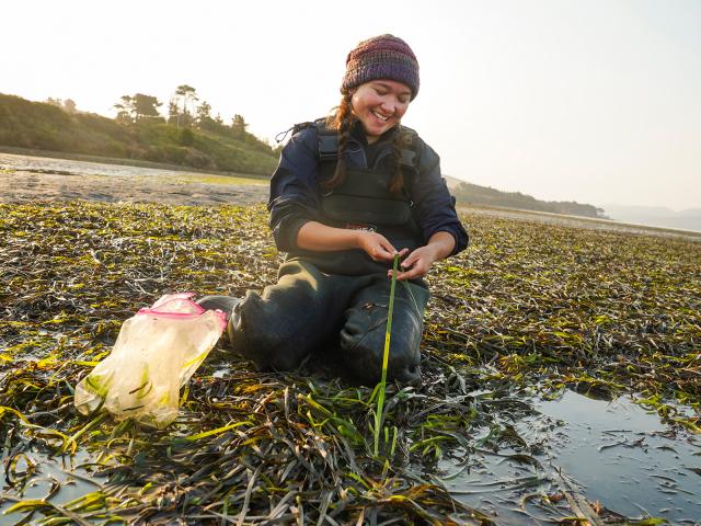 本科生玛丽亚·赖斯在托马斯湾检查鳗鱼。
