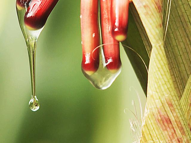 富含糖分的粘液是一种凝胶状物质，存在于Sierra Mixe地区的当地玉米中，从空中玉米根中滴落。