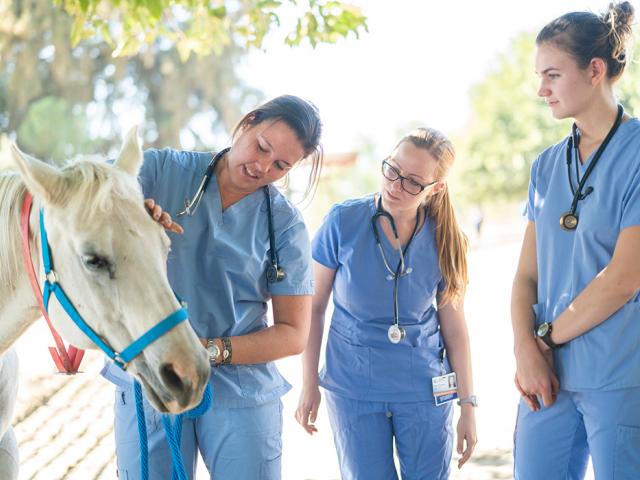 兽医一年级学生在马健康中心学习如何检查健康状况以及如何与马合作 
