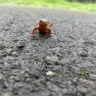 一只橙黄色、皮肤粗糙的蝾螈在人行道上爬行，它可爱的脸对着相机