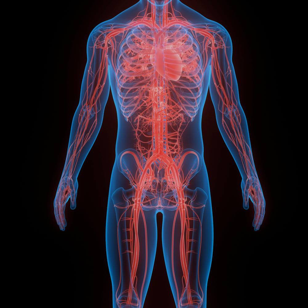 显示普通人体解剖结构的计算机图形。