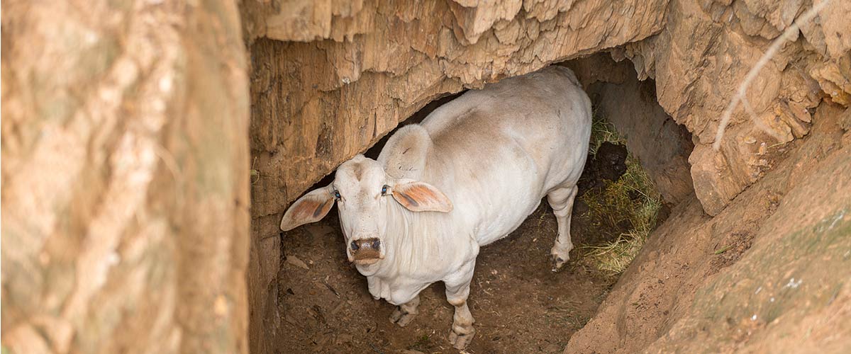Braha cow in a hole looking up