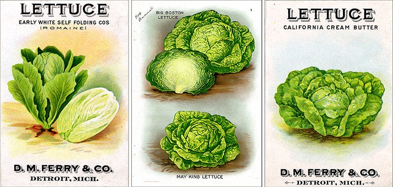  two seed packets of lettuce with lectuce  illustration in the center