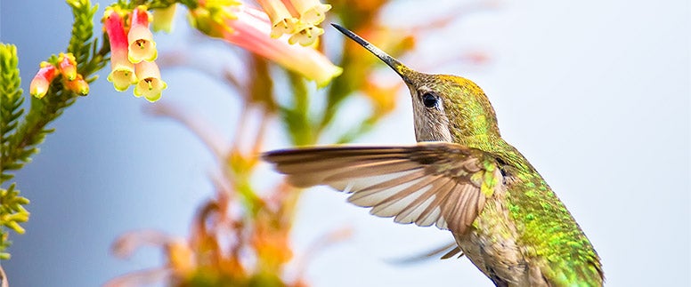 Hummingbird flying toward a bird feeder