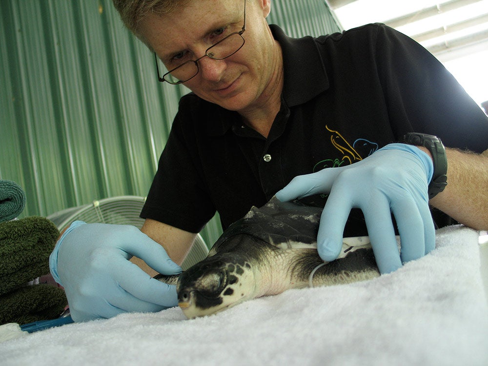 Veterinarian Michael Ziccardi performs a physical exam on a cleaned juvenile Kemp’s ridley sea turtle after the 2010 BP Deepwater Horizon spill.