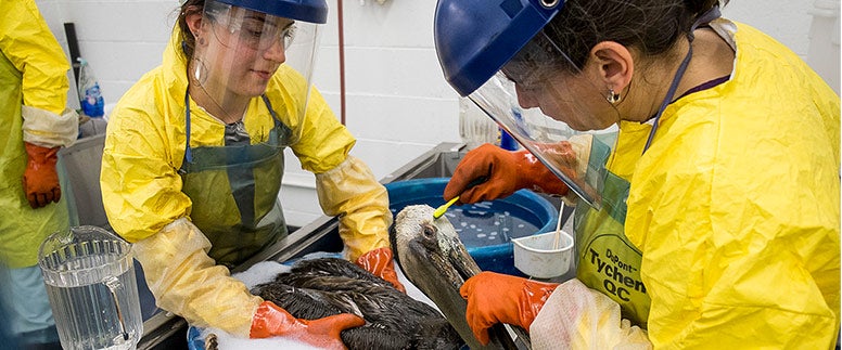 Two women in slickers and plastic masks clean a pelican in a basin
