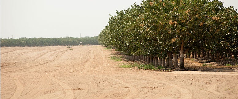 Photo of a California farm with dry land and browning orchard