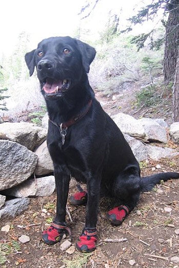 labrador booties