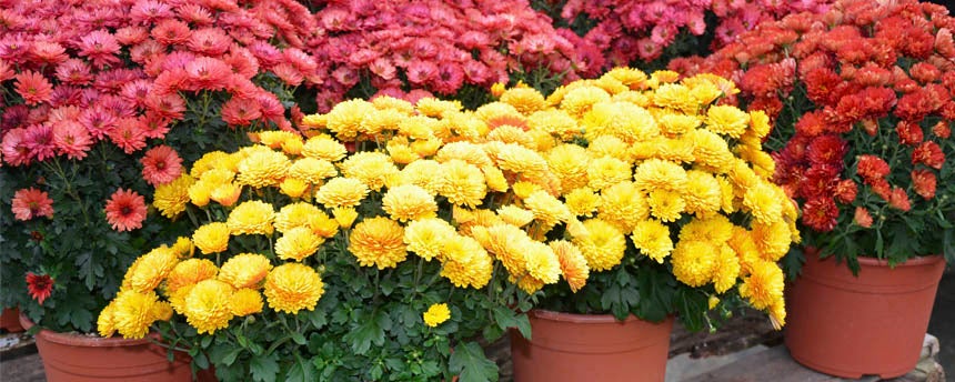 potted red and yellow chrysanthemum plants on a bench