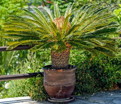 Sago palm in a pot on a sunny patio