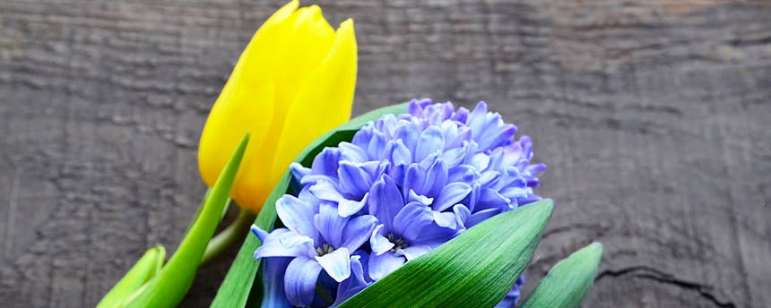 close-up of cut yellow tulip flower and cut purple hyacinth flower