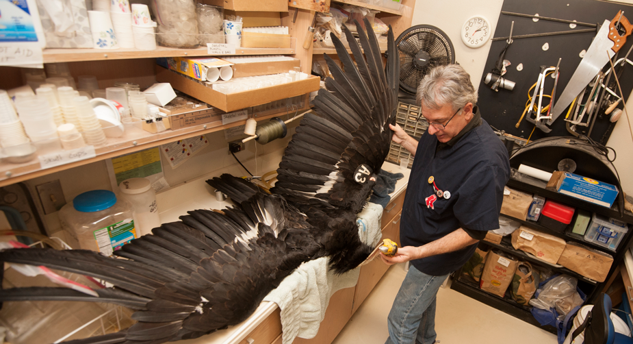 Condor Specimens Land at UC Davis UC Davis