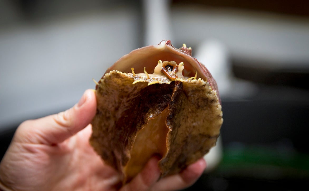 Endangered White Abalone Program Yields Biggest Spawning Success Yet ...