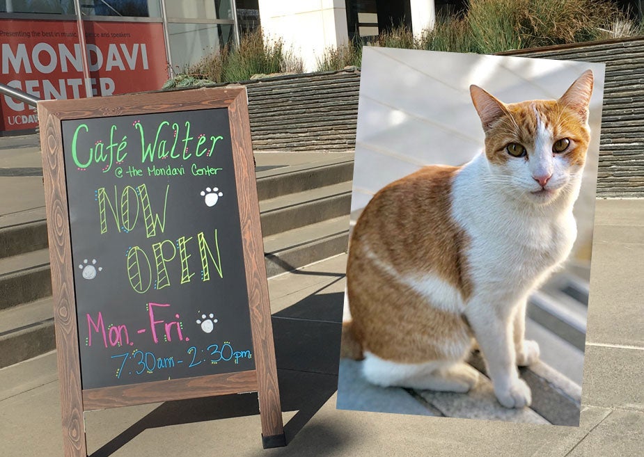 New Caf  Named After Campus Cat  UC Davis