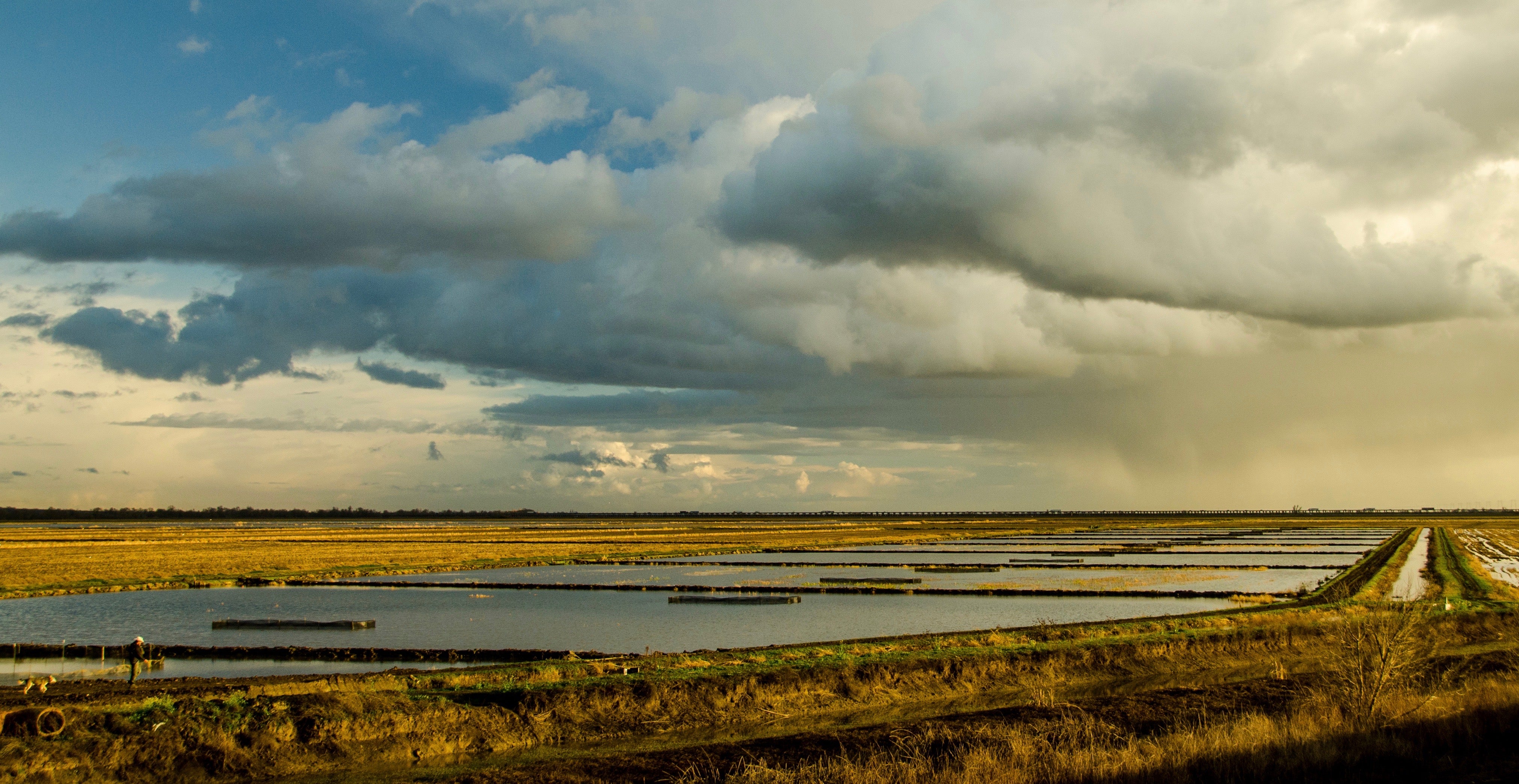 Study: Floodplain Farm Fields Benefit Juvenile Salmon | UC Davis