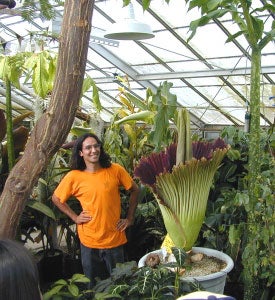 Giant, Smelly Corpse Flower Set to Bloom | UC Davis