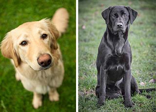 best age to spay a female labrador