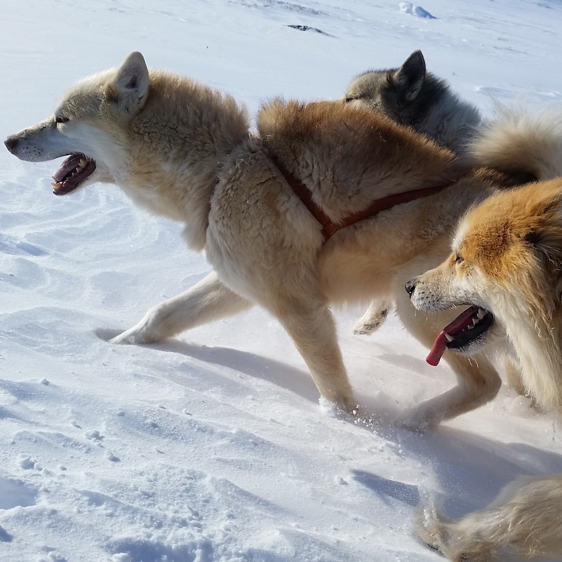 Unique Sled Dogs Helped the Inuit Thrive in the North American Arctic