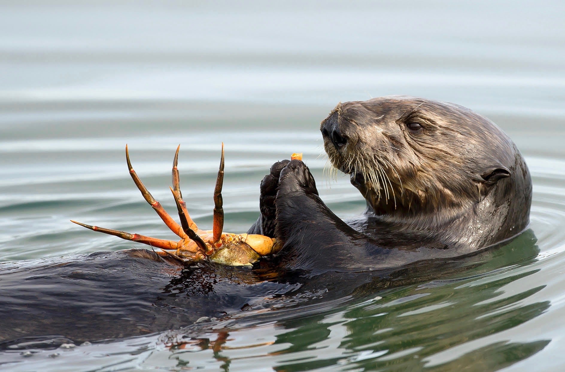 ocean-toxin-a-heartbreaking-threat-for-sea-otters-uc-davis