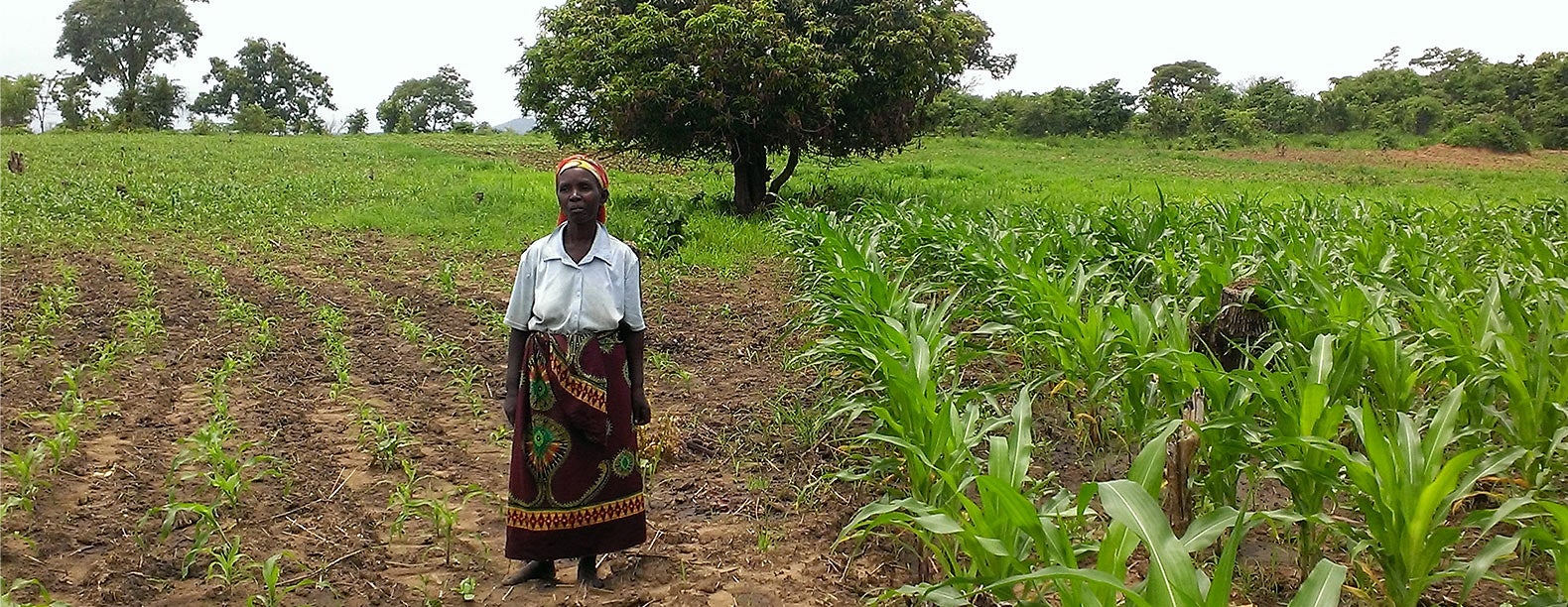 ‘Farmer-preneurs’ Improve Crops in Southern Africa | UC Davis