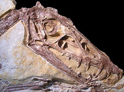 The eyes have it: Some dinosaurs were nocturnal | UC Davis