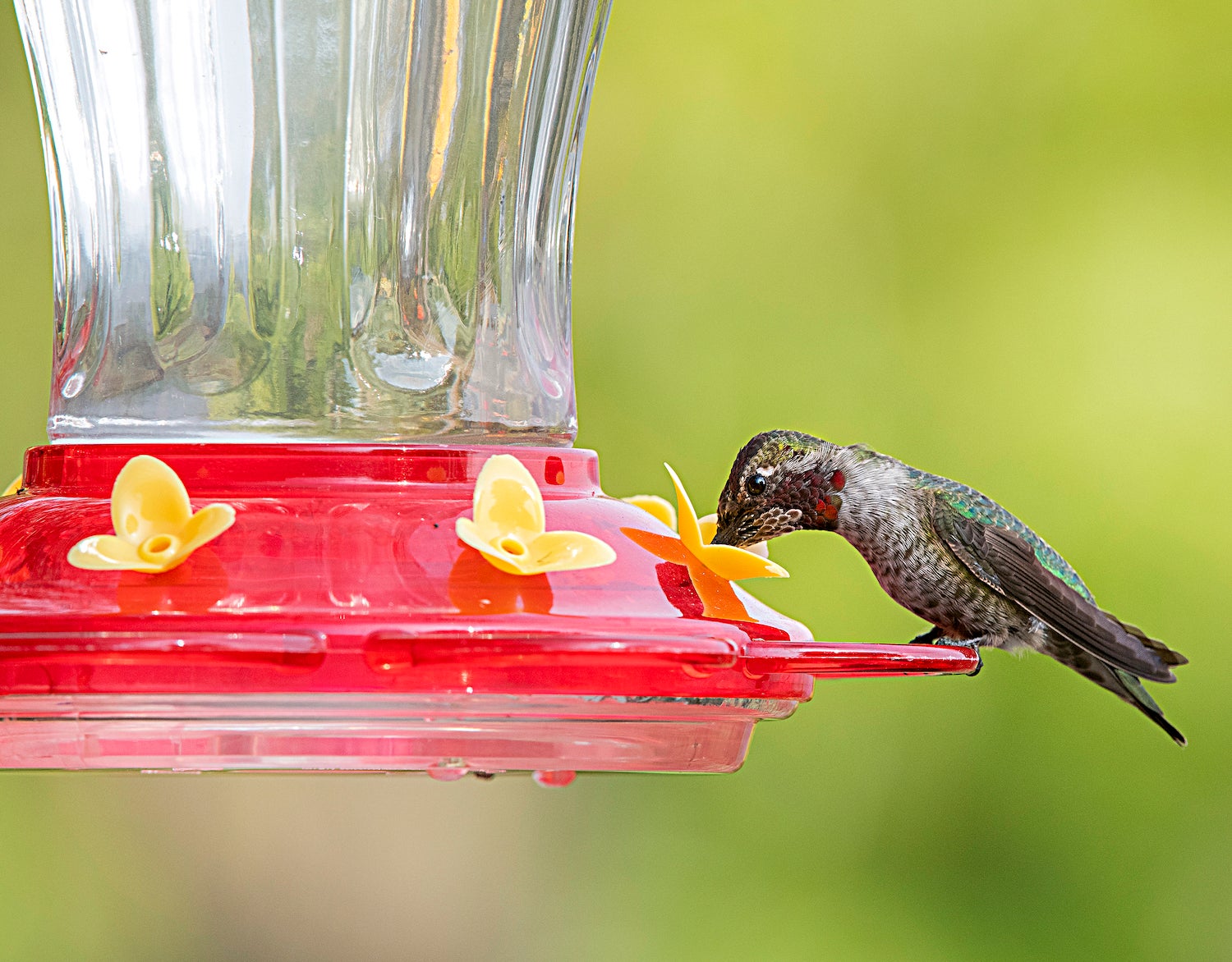 Microbes Grow In Hummingbird Feeders But Do Not Likely Pose Health Hazard Uc Davis