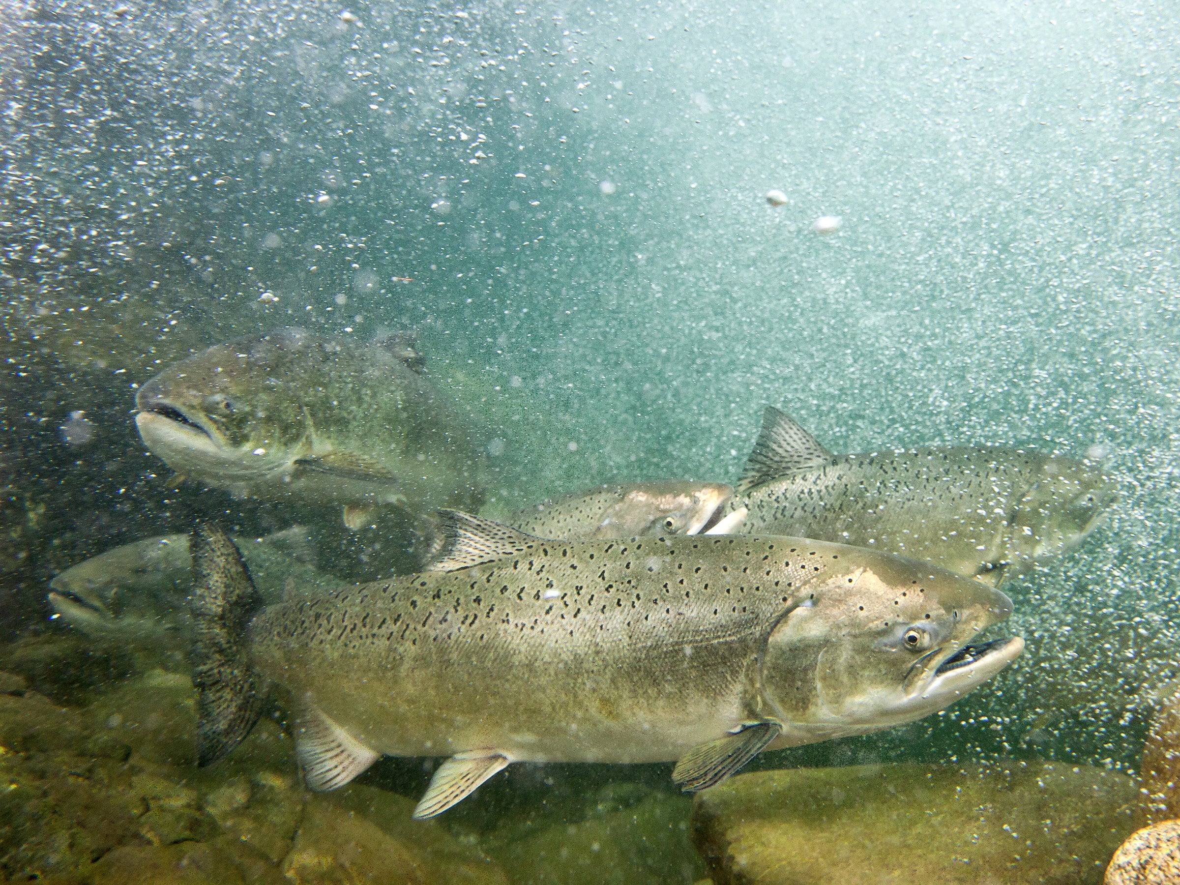 Spring-run chinook salmon