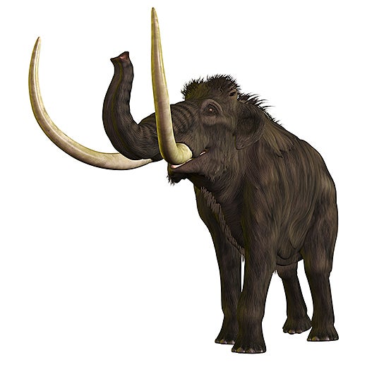 Study casts doubt on mammoth-killing cosmic impact | UC Davis