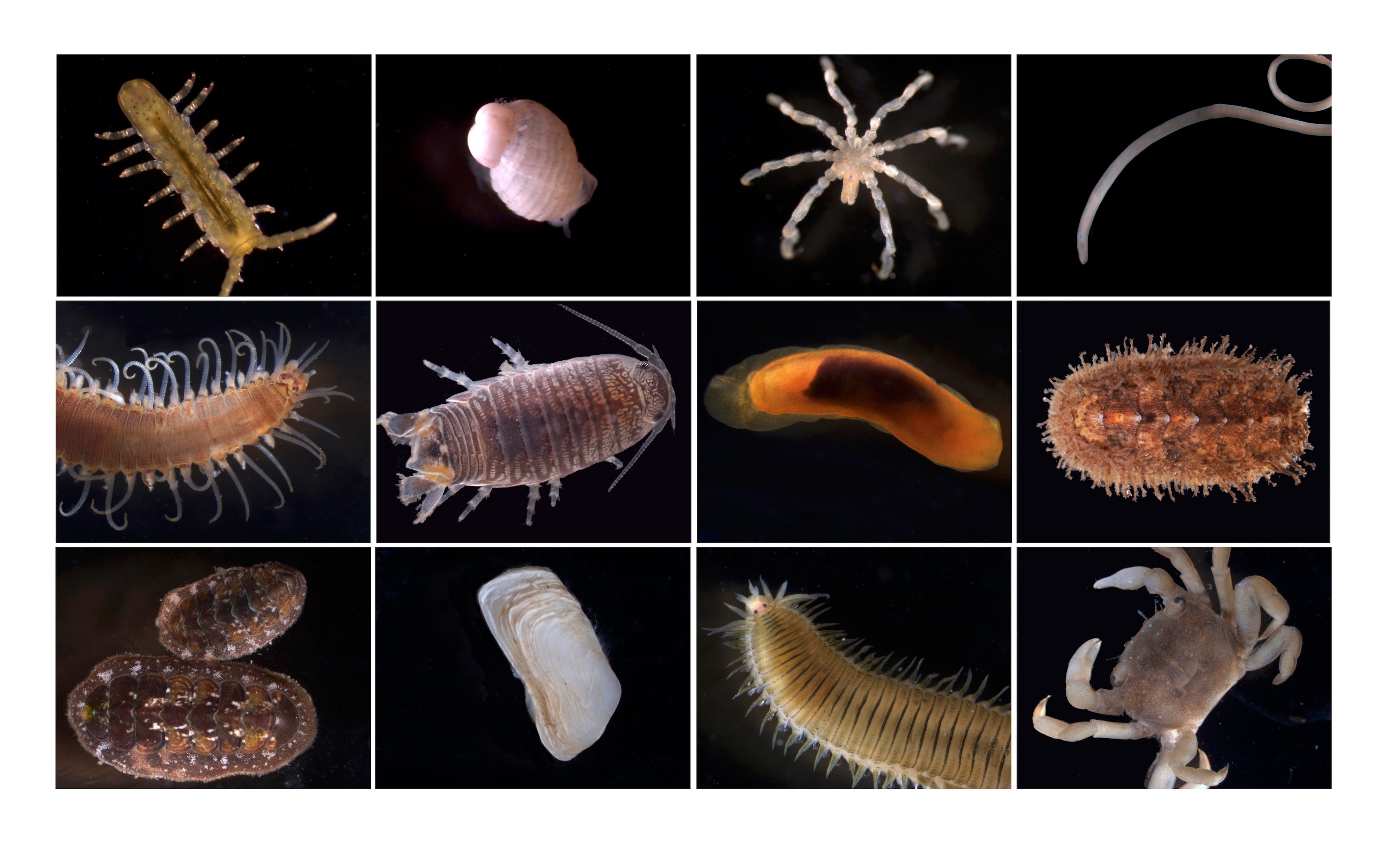 Photo mosaic tile of diversity of invertebrate species found in Dillon Beach mussel bed, including sea slugs, chitons, rock borer clams, shore crabs and more.