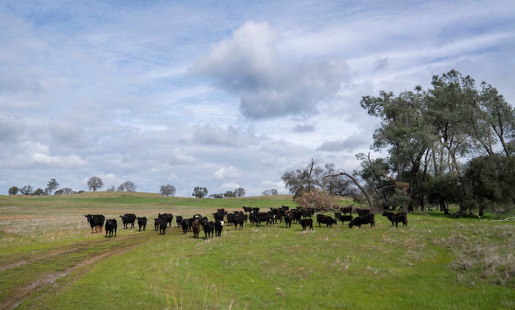 Cattle roam on a ranch