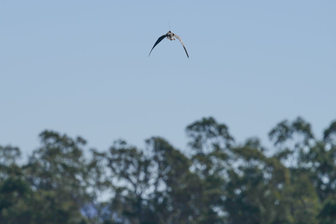 peregrine falcon Nox flies into pale blue sky over tree canopy