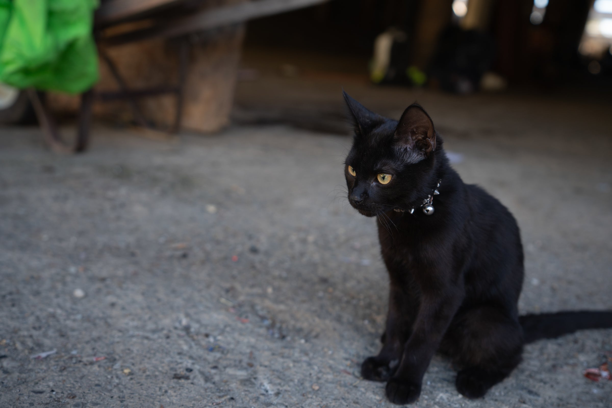 black cat sits on concrete floor