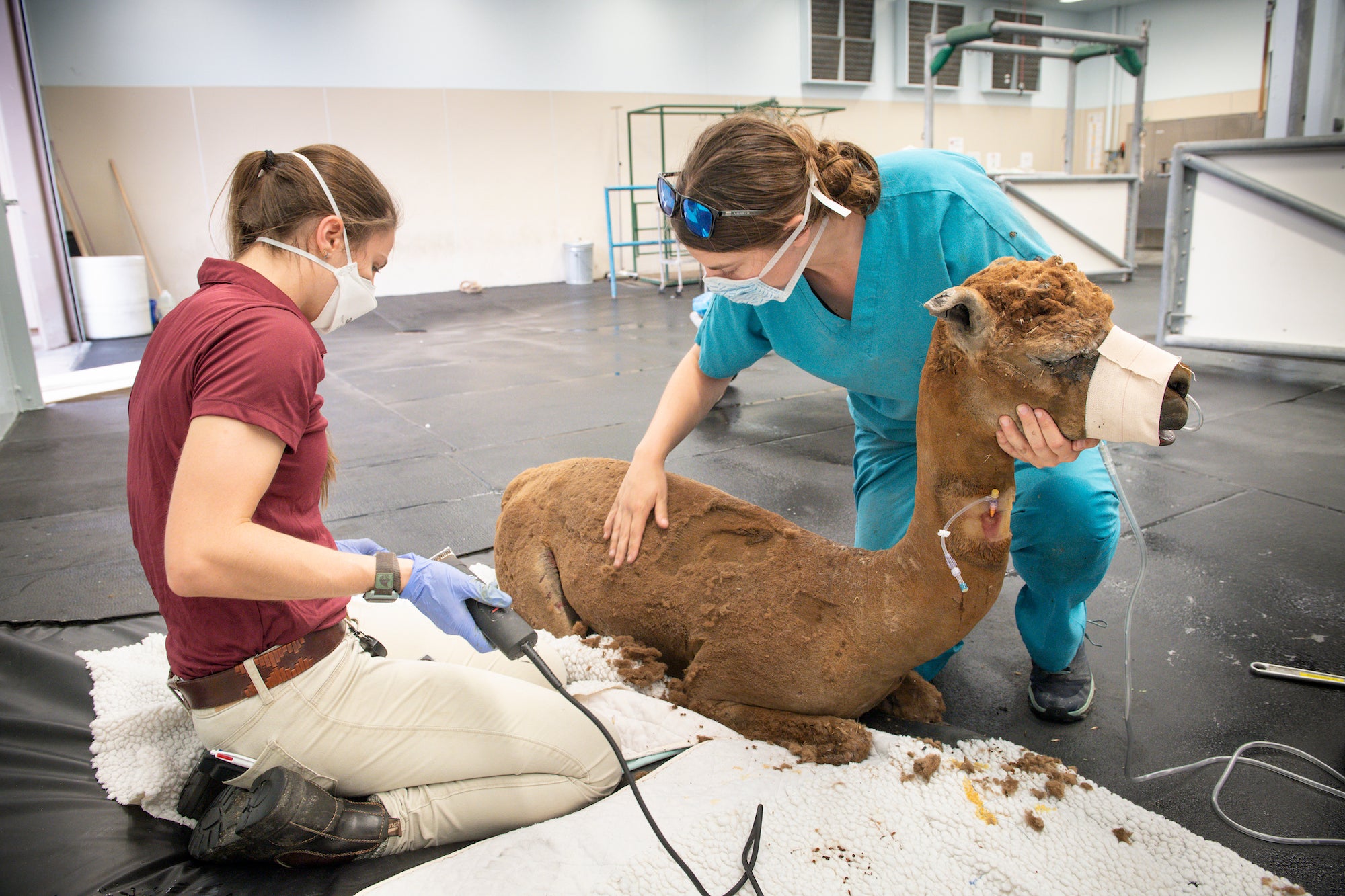 Two female veterinarians treat a brown alpaca with bandages on its face and its wildfire burns in a veterinary hospital.