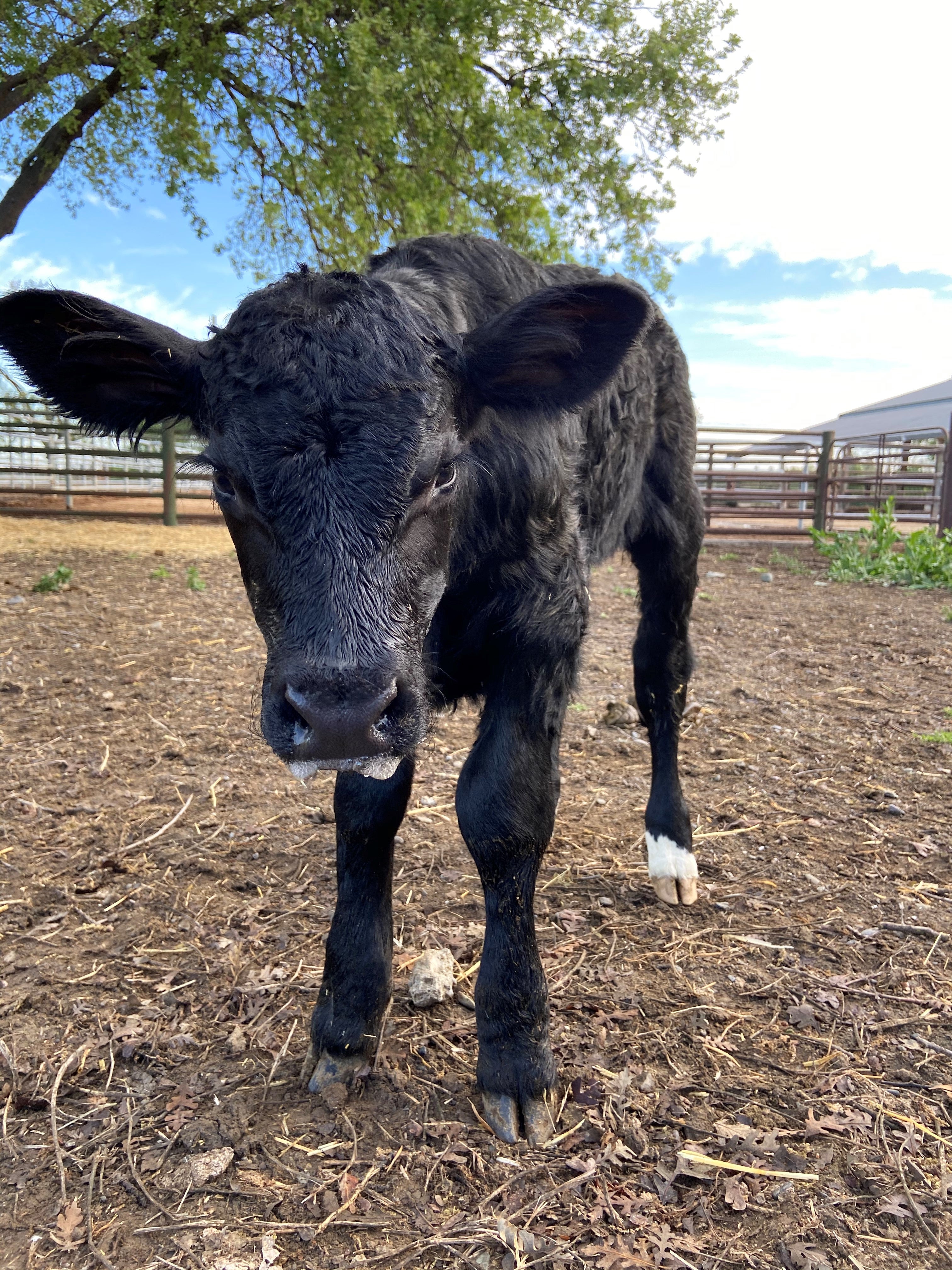 A black calf faces the camera. 