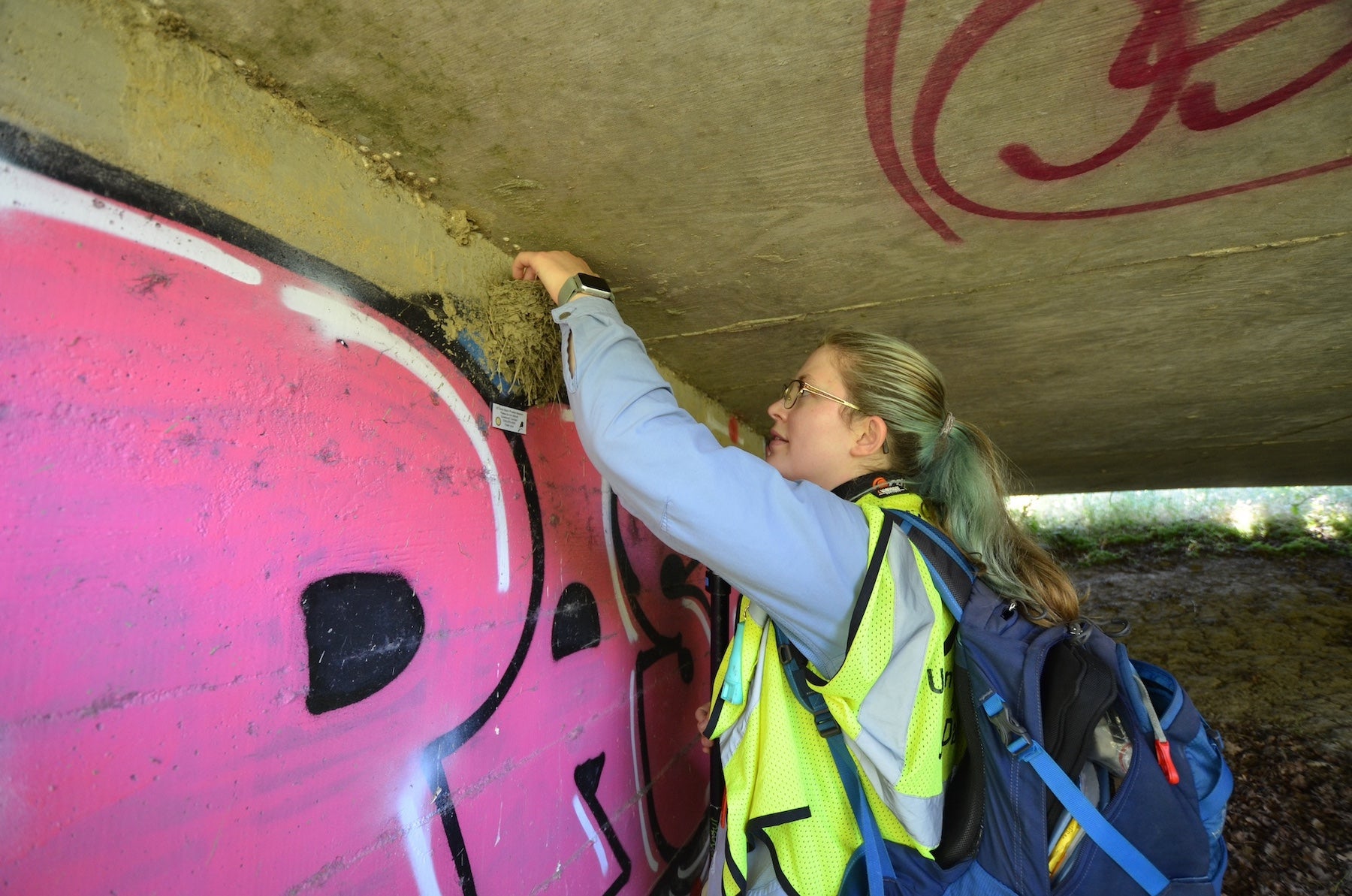 Sage Madden, a UC Davis ecology Ph.D. student, checks a black phoebe mud cup nest under a highway bridge in Davis, CA. (Amy Quinton / UC Davis)