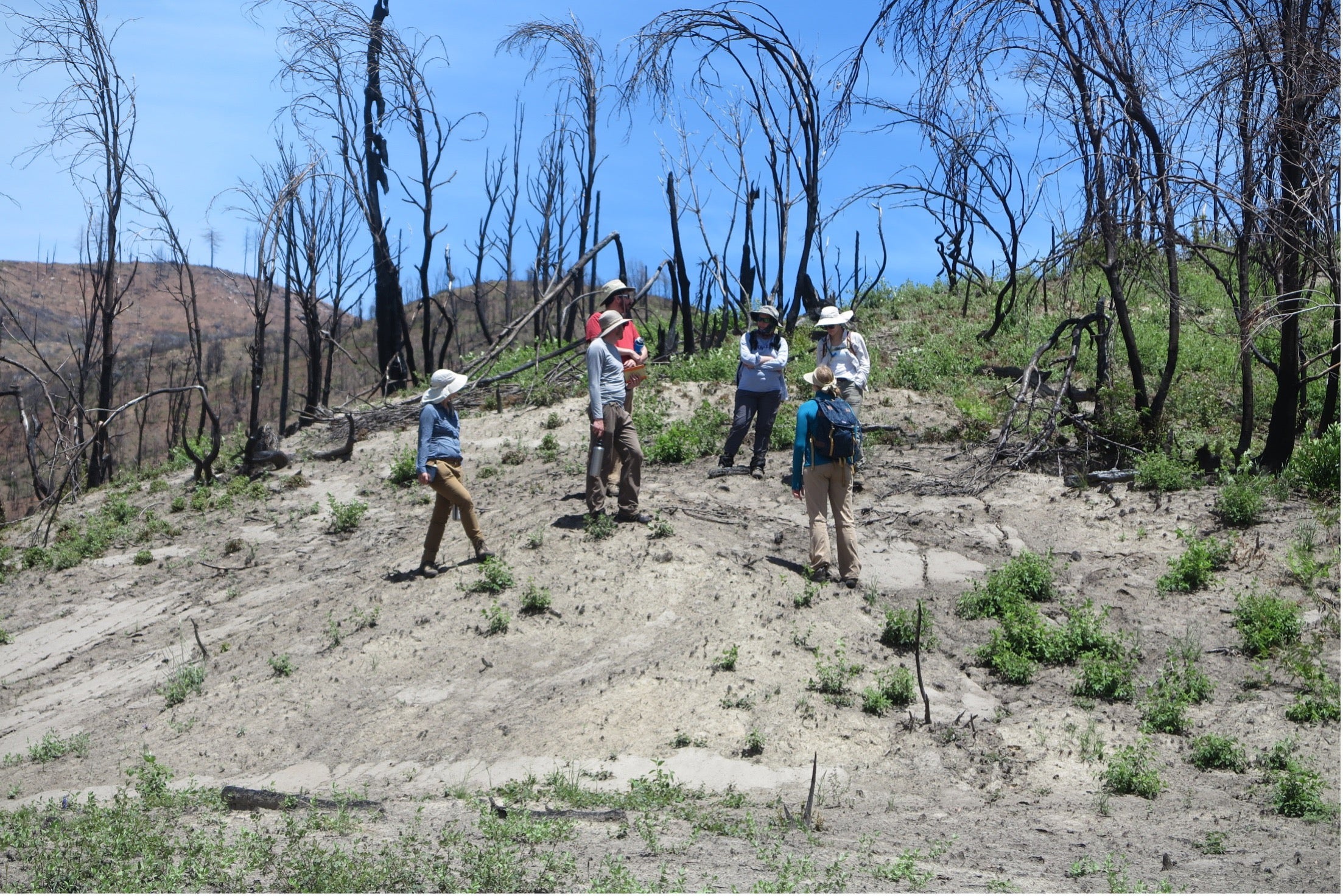 Six researchers in sun hats stand on a beige hill with black trees charred by wildfire behind them