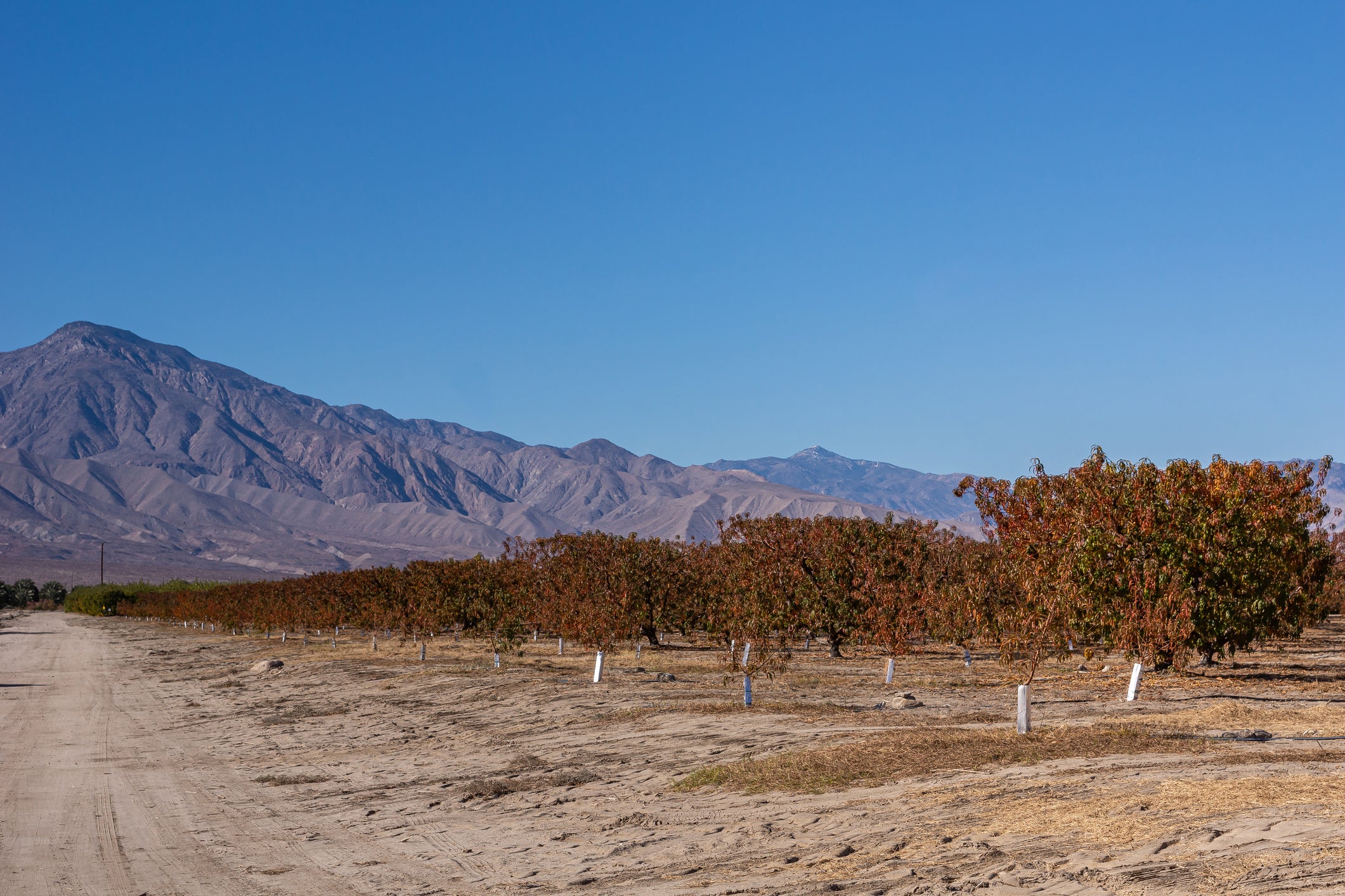 Brown leaves on trees in orchard on NW shore under blue sky with brown mountains on horizon