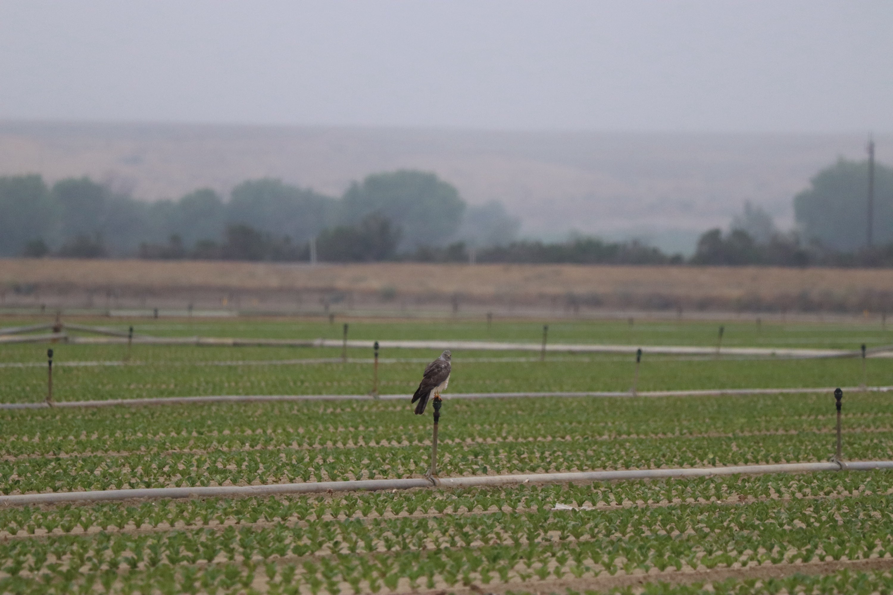 A northern harrier bird perches on sprinkler pole among field of leafy greens in misty coastal California.