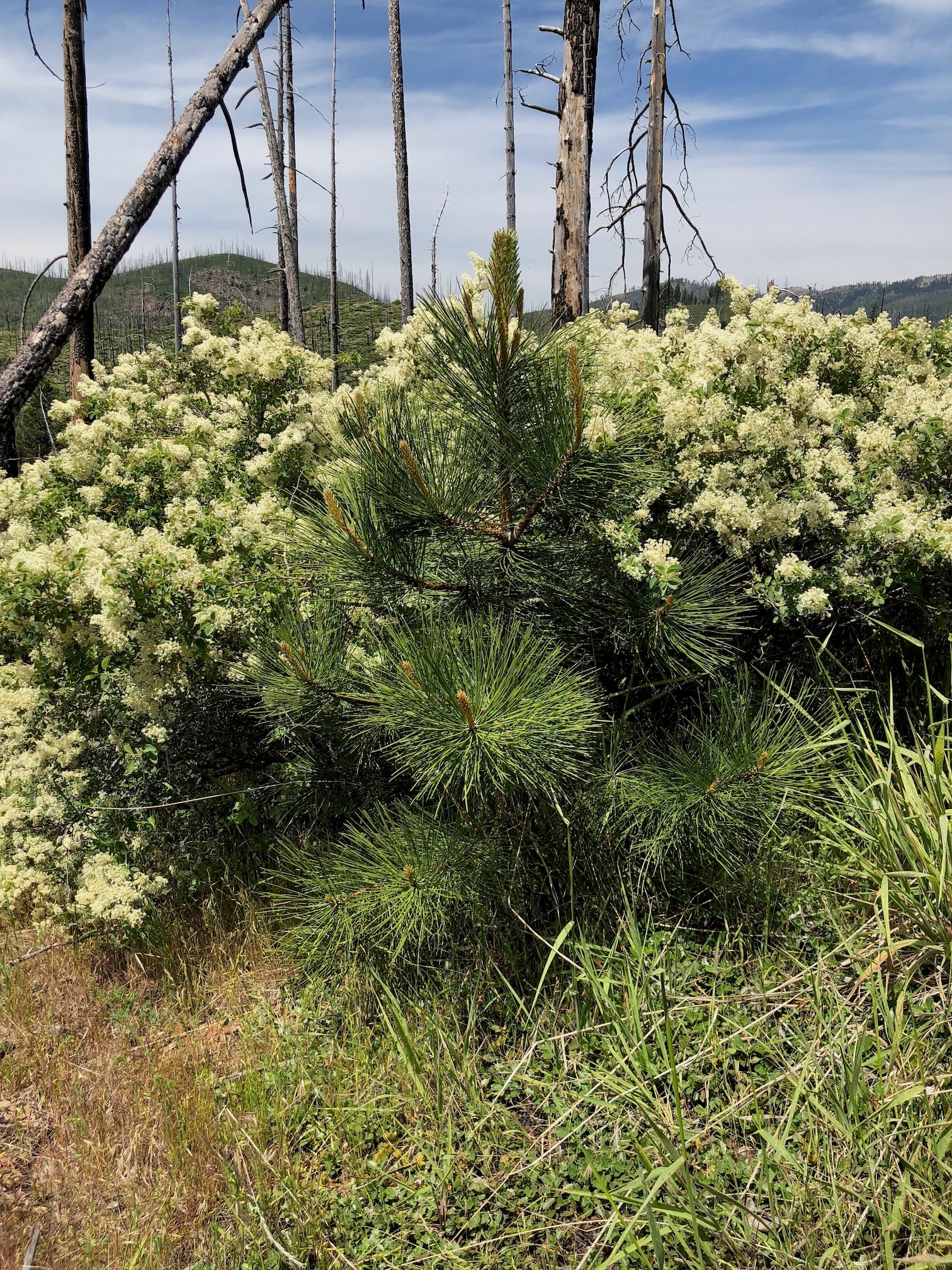 A young green pine tree grows aong shrubs and burned trunks of trees.