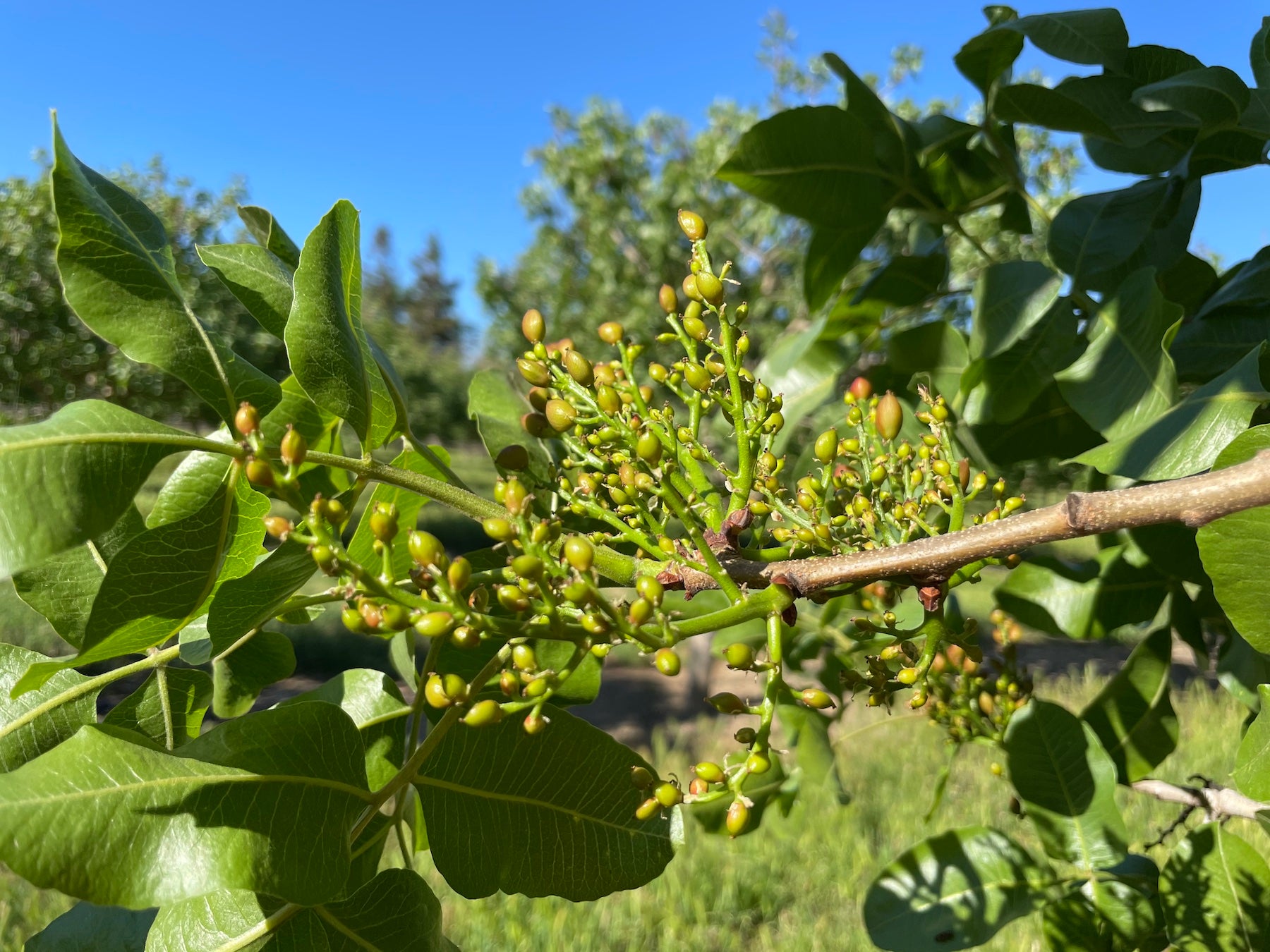 Pistachios just beginning to develop on a tree in an orchard. Researchers have detailed how pistachio nuts develop, which could allow farmers to manage their crops more sustainably. (Bárbara Blanco-Ulate / UC Davis)