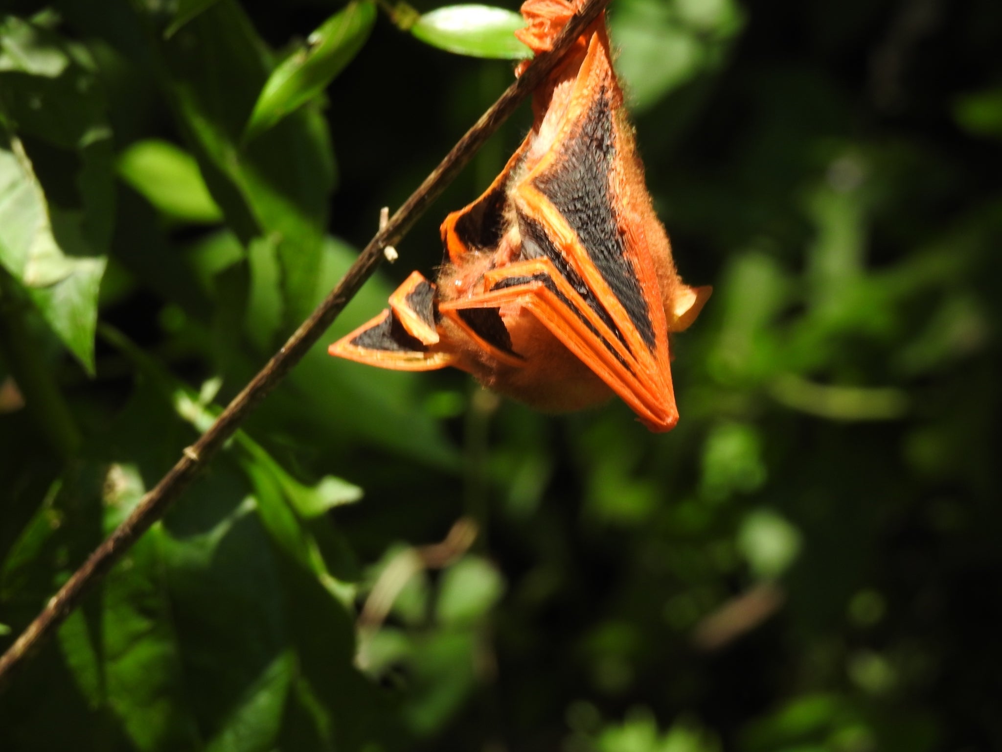 Kerivoula picta, a bat with orange and black coloring, hangs wings folded on a green leaf