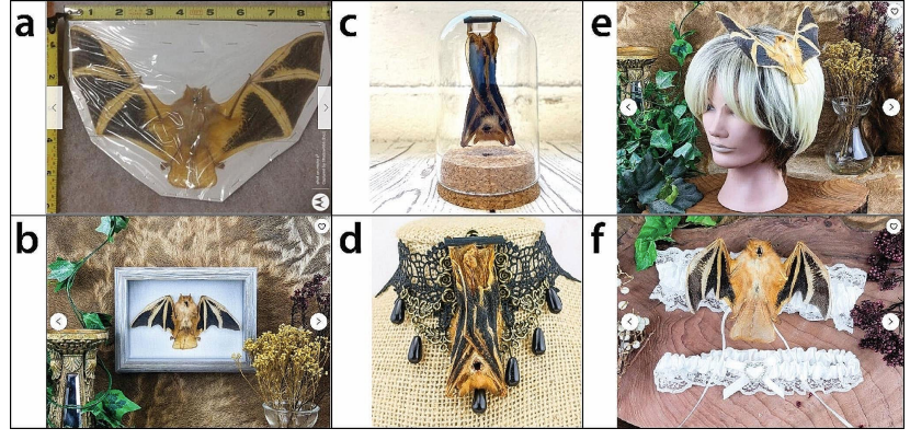 Grid of six photos showing examples of items including the bat Kerivoula picta for sale. Items include a vacuum sealed bat, bat hanging in bell jar, as comb on a mannequin's head, framed wall art, a choker and affixed to a garter.