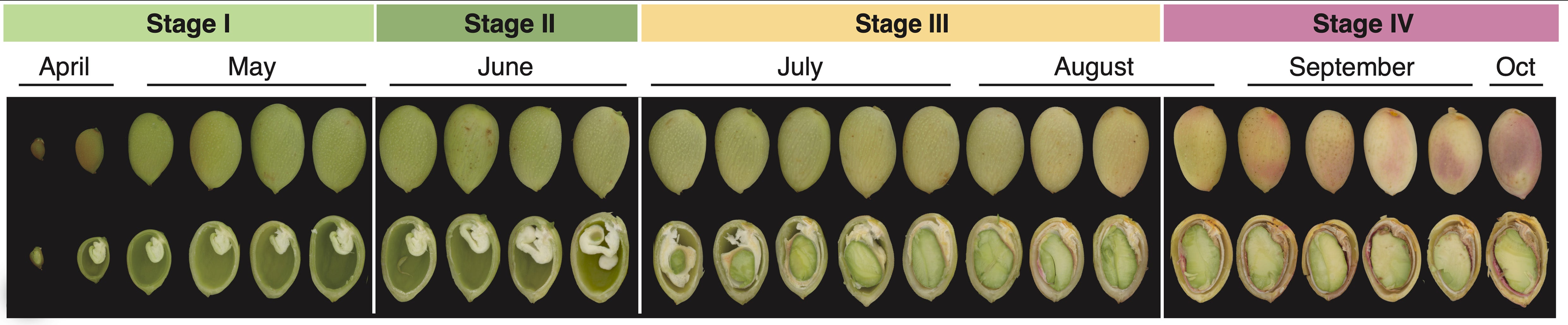 Researchers detailed four stages of the pistachio’s development, as shown here from a tiny fruit in Stage I to a fully developed, ready-to-harvest nut at Stage IV, which could allow farmers to manage their crops more sustainably. (Bárbara Blanco-Ulate/UC Davis)